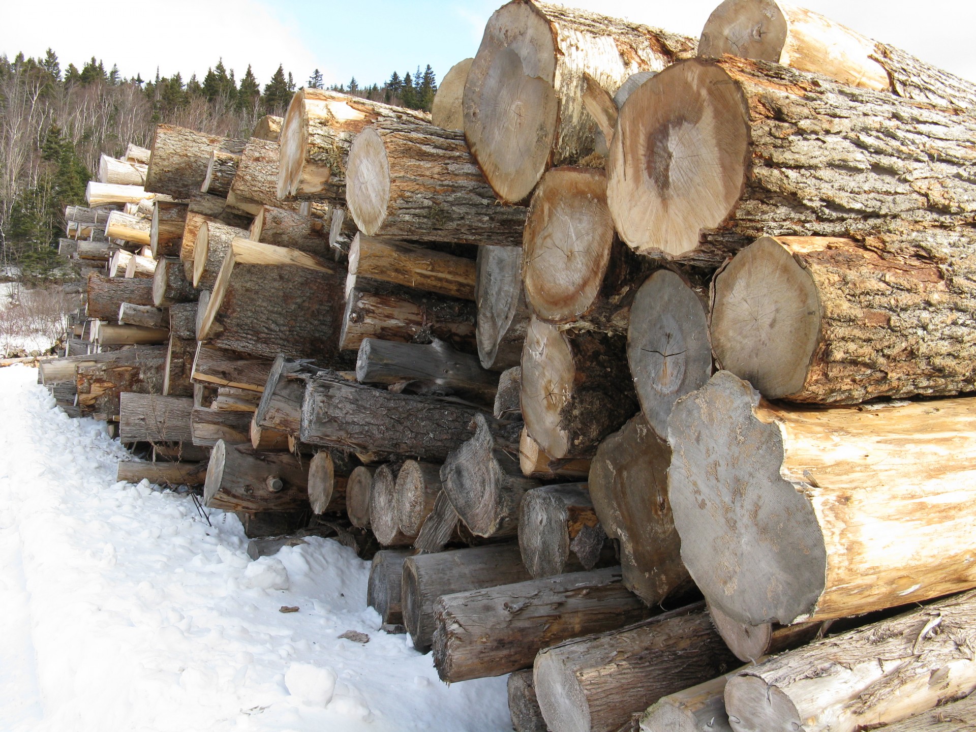 Béthunois: quel est le juste prix du bois de chauffage avant les frimas de  l'hiver? - La Voix du Nord