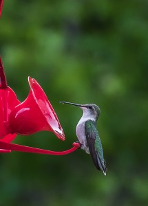 Un colibri à gorge rubis mâle.
